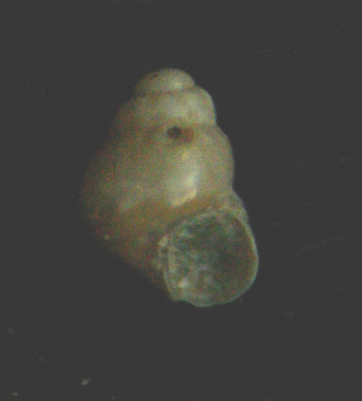 Eatonina ochroleuca